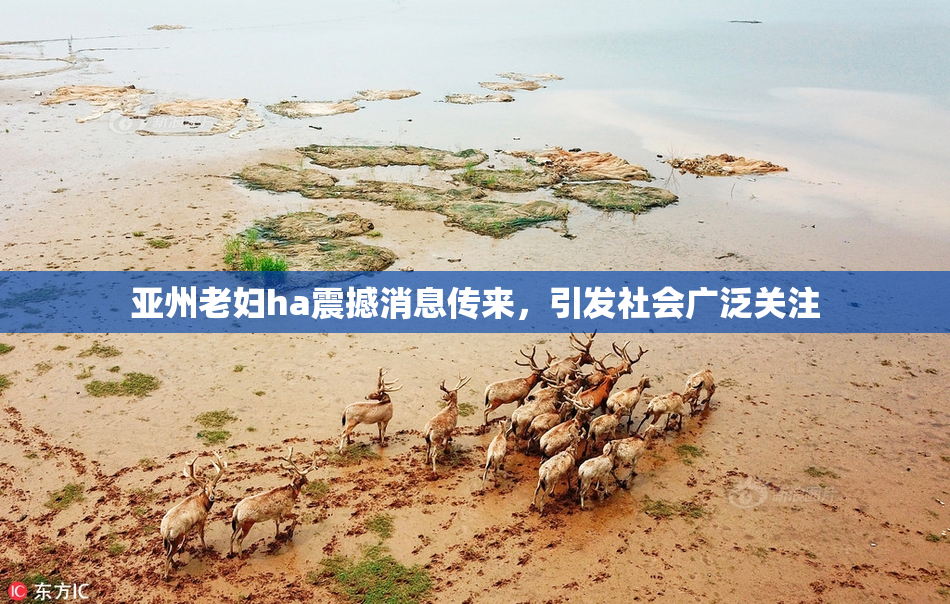 亚州老妇ha震撼消息传来，引发社会广泛关注
