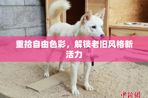 重拾自由色彩，解锁老旧风格新活力