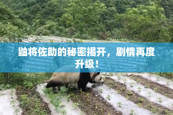 鼬将佐助的秘密揭开，剧情再度升级！