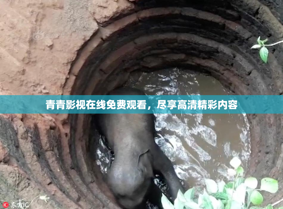 青青影视在线免费观看，尽享高清精彩内容