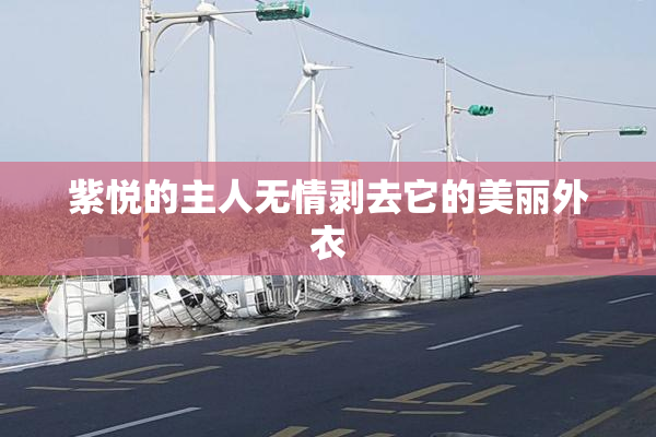 紫悦的主人无情剥去它的美丽外衣