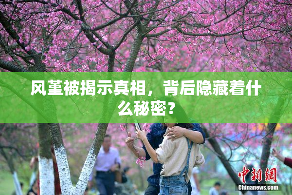 风堇被揭示真相，背后隐藏着什么秘密？