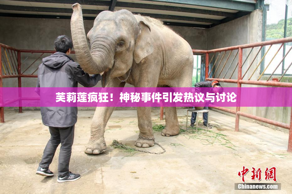 芙莉莲疯狂！神秘事件引发热议与讨论
