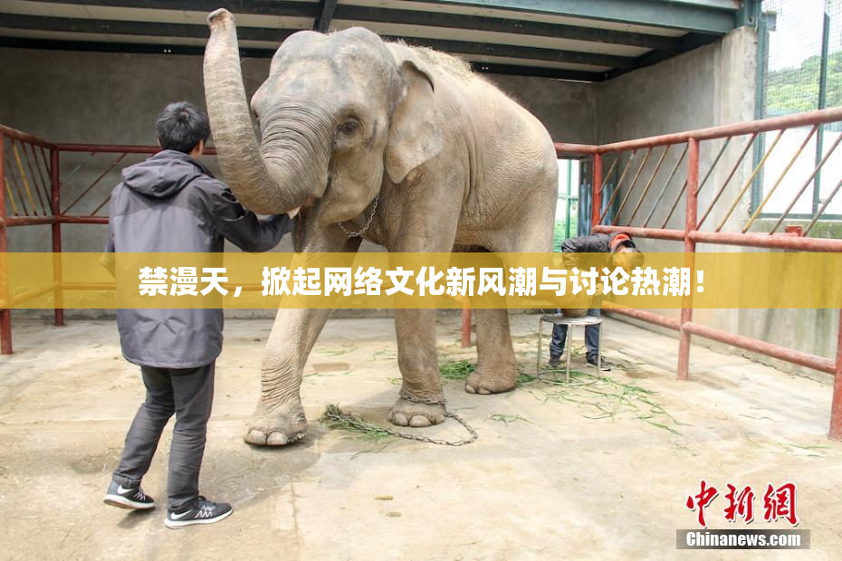 禁漫天，掀起网络文化新风潮与讨论热潮！