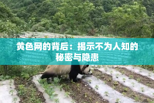 黄色网的背后：揭示不为人知的秘密与隐患