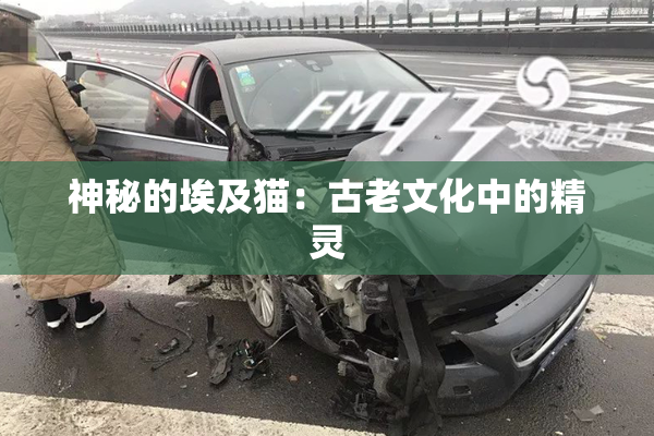 神秘的埃及猫：古老文化中的精灵