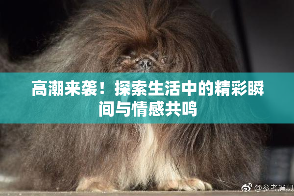高潮来袭！探索生活中的精彩瞬间与情感共鸣