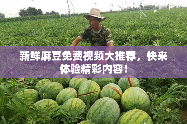 新鲜麻豆免费视频大推荐，快来体验精彩内容！