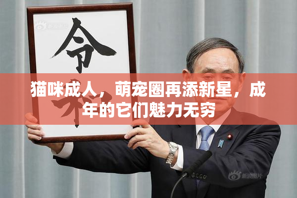 猫咪成人，萌宠圈再添新星，成年的它们魅力无穷