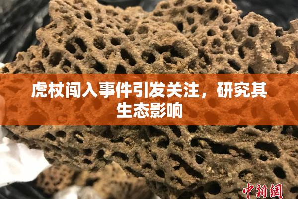 虎杖闯入事件引发关注，研究其生态影响