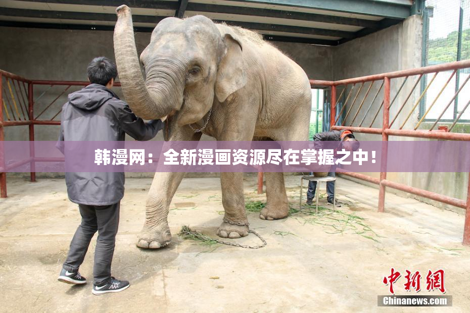 韩漫网：全新漫画资源尽在掌握之中！
