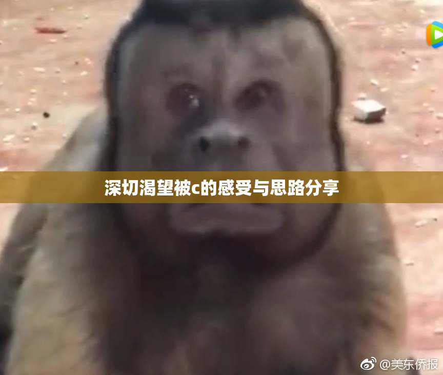 深切渴望被c的感受与思路分享