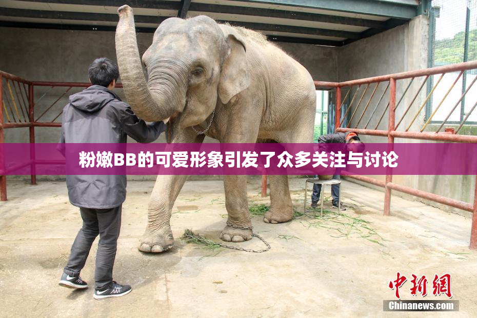 粉嫩BB的可爱形象引发了众多关注与讨论