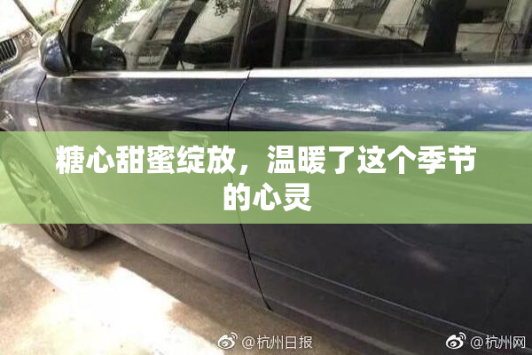 糖心甜蜜绽放，温暖了这个季节的心灵