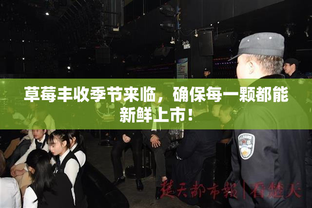 草莓丰收季节来临，确保每一颗都能新鲜上市！
