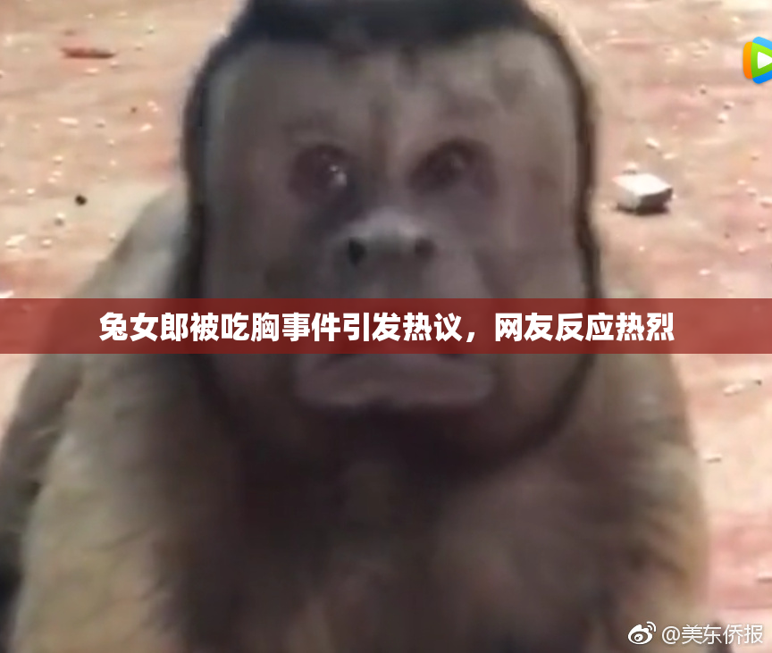 兔女郎被吃胸事件引发热议，网友反应热烈