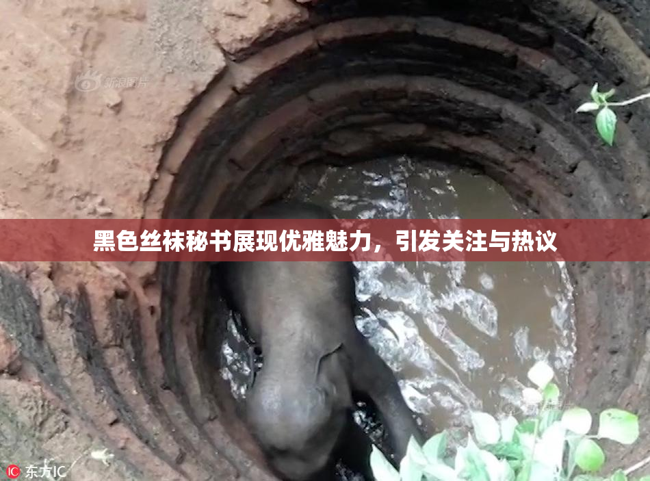 黑色丝袜秘书展现优雅魅力，引发关注与热议