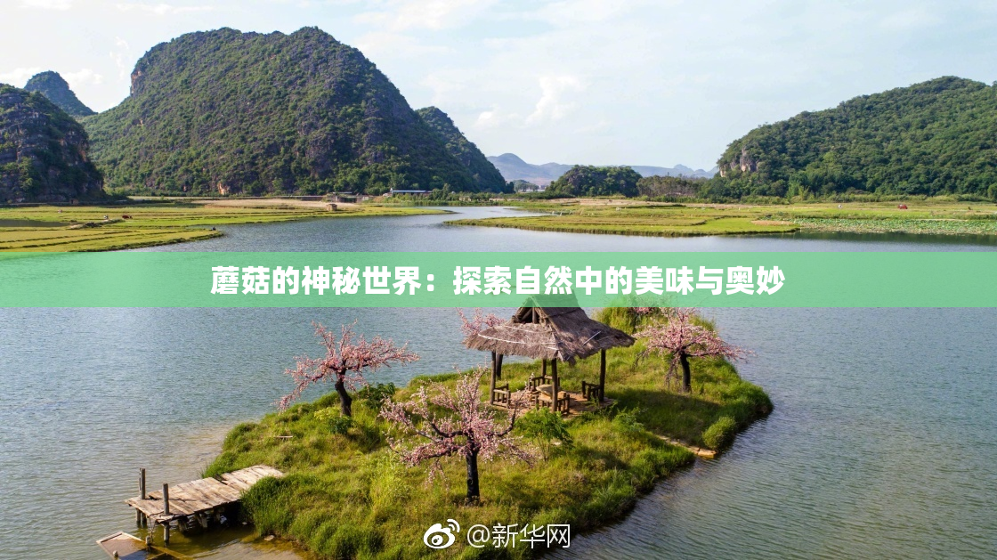 蘑菇的神秘世界：探索自然中的美味与奥妙