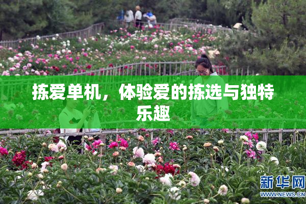 拣爱单机，体验爱的拣选与独特乐趣