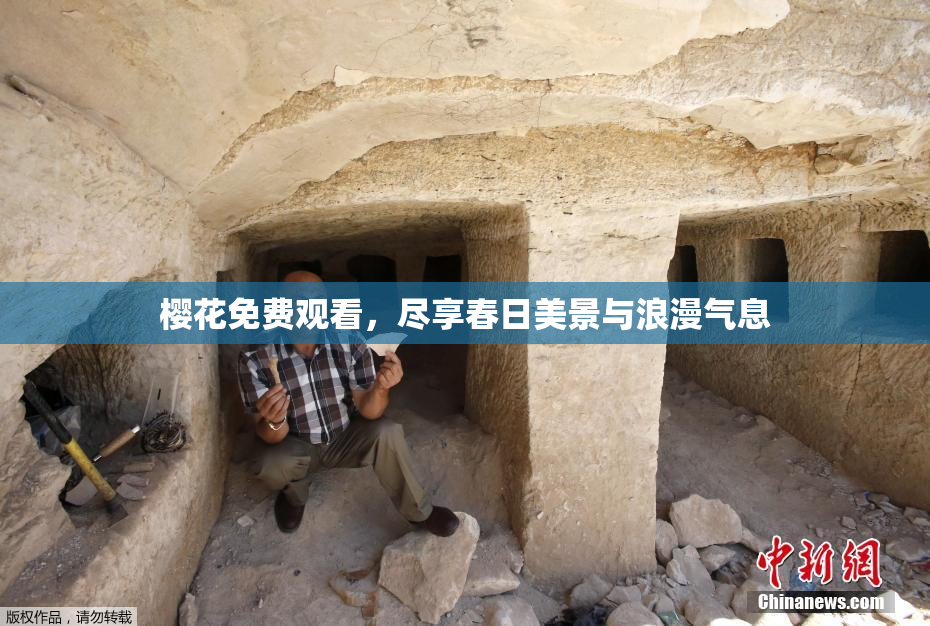 樱花免费观看，尽享春日美景与浪漫气息