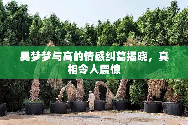 吴梦梦与高的情感纠葛揭晓，真相令人震惊