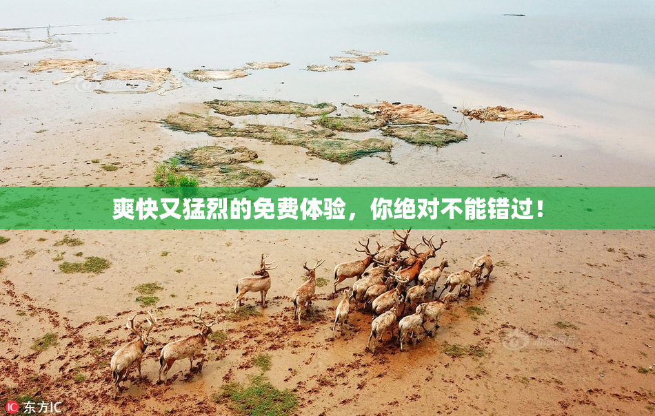 爽快又猛烈的免费体验，你绝对不能错过！
