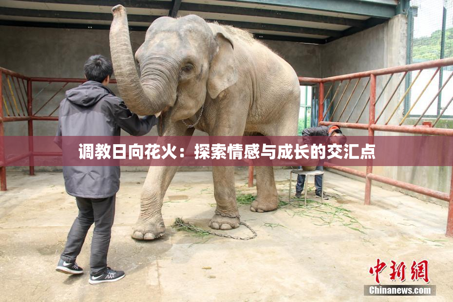 调教日向花火：探索情感与成长的交汇点