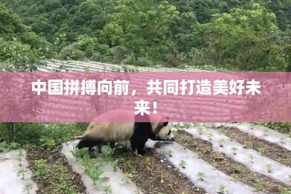 中国拼搏向前，共同打造美好未来！