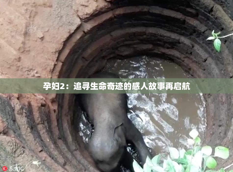 孕妇2：追寻生命奇迹的感人故事再启航