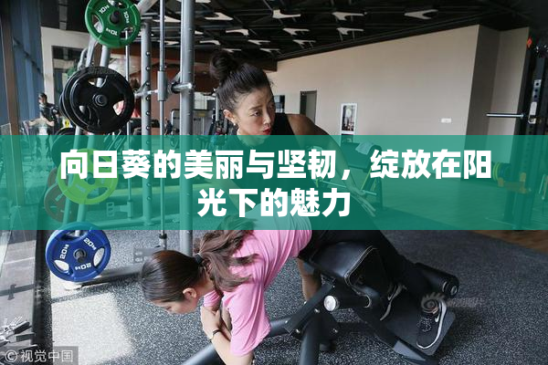 向日葵的美丽与坚韧，绽放在阳光下的魅力
