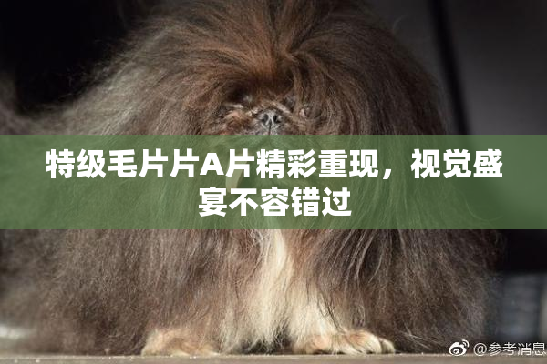 特级毛片片A片精彩重现，视觉盛宴不容错过